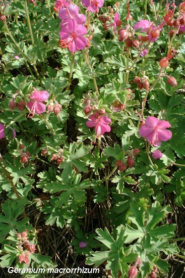 Geranium macrorrhizum